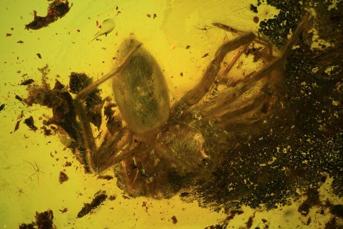 Detailed Fossil Spider (Aranea) In Baltic Amber #81736